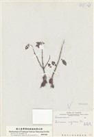 藏品(長壽花)的圖片